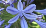 fleurs fond d'écran Widescreen close-up (17) #15