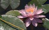 Water Lily 睡莲 高清壁纸2