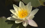Water Lily 睡莲 高清壁纸3