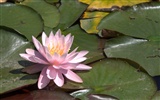 Water Lily 睡莲 高清壁纸4