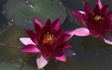 Water Lily 睡莲 高清壁纸6