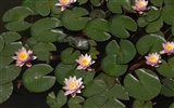 Water Lily 睡蓮 高清壁紙 #10