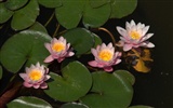 Water Lily 睡蓮 高清壁紙 #11