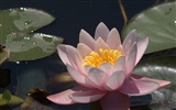Water Lily 睡莲 高清壁纸12