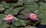 Water Lily 睡莲 高清壁纸13
