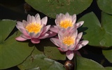 Water Lily 睡莲 高清壁纸14