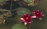 Water Lily 睡蓮 高清壁紙 #16