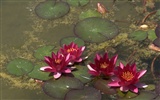 Water Lily 睡蓮 高清壁紙 #17