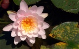 Water Lily 睡莲 高清壁纸
