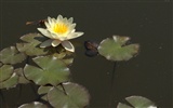 Water Lily 睡蓮 高清壁紙 #19