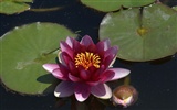 Water Lily 睡莲 高清壁纸20