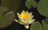 Water Lily 睡蓮 高清壁紙 #22
