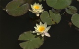Water Lily 睡蓮 高清壁紙 #25