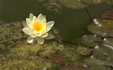 Water Lily 睡蓮 高清壁紙 #26