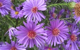 Aster Flowers 紫菀花 壁纸专辑3
