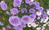 Aster Flowers 紫菀花 壁纸专辑14