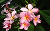 fleurs fond d'écran Widescreen close-up (20)