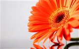 fleurs fond d'écran Widescreen close-up (21)