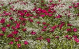 Widescreen wallpaper flowers close-up (23) #13
