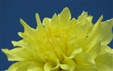 Dahlia flores fondos de escritorio de alta definición (2) #3