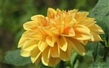 Dahlia flores fondos de escritorio de alta definición (2) #4