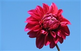 Dahlia flores fondos de escritorio de alta definición (2) #6