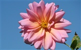 Dahlia flores fondos de escritorio de alta definición (2) #9