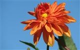 Dahlia flores fondos de escritorio de alta definición (2) #14