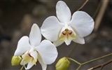 Orquídea foto de fondo de pantalla (1)