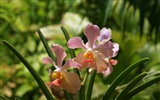 Orquídea foto de fondo de pantalla (1) #2