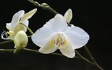 Орхидея обои фото (1) #9