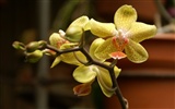 Орхидея обои фото (1) #11