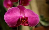 Orquídea foto de fondo de pantalla (1) #12