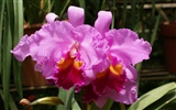Орхидея обои фото (1) #14