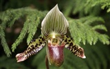 Орхидея обои фото (1) #15