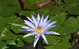 Fond d'écran photo Lotus (1)