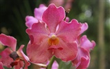 Orquídea foto de fondo de pantalla (2)