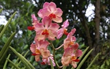 Орхидея обои фото (2) #2