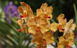 Орхидея обои фото (2) #5