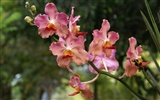 Орхидея обои фото (2) #8