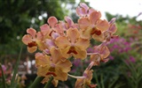 Орхидея обои фото (2) #17