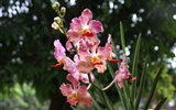 Орхидея обои фото (2) #18