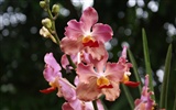 Orquídea foto de fondo de pantalla (2) #19