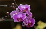 Orquídea foto de fondo de pantalla (2) #68534