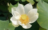 Fond d'écran photo Lotus (2)