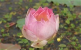 Fond d'écran photo Lotus (2) #3