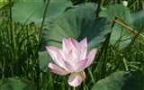 Lotus фото обои (2) #6