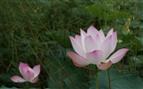 Lotus фото обои (2) #7