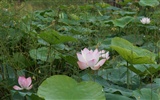 Lotus фото обои (2) #8