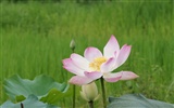 Lotus фото обои (2) #11